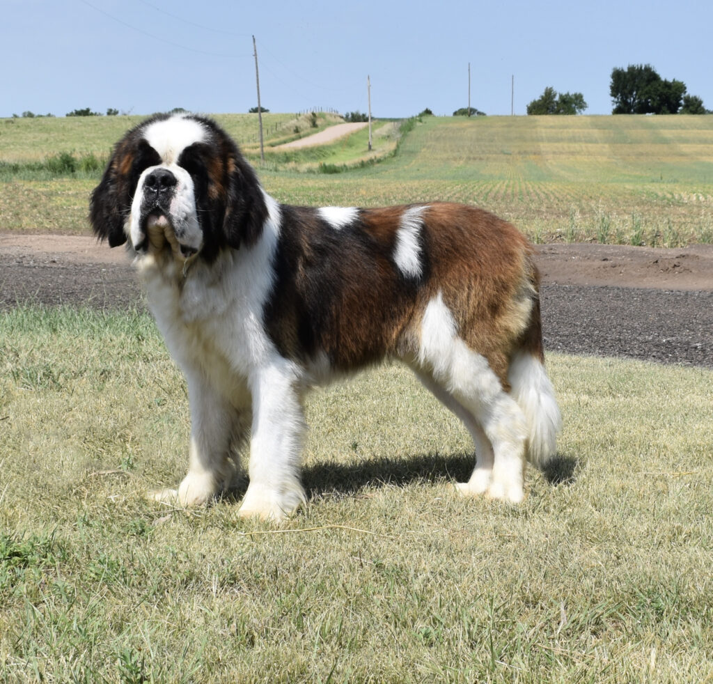 Saint Bernard Sires